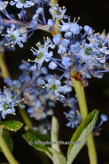 ceanothus arboreus 4 graphic